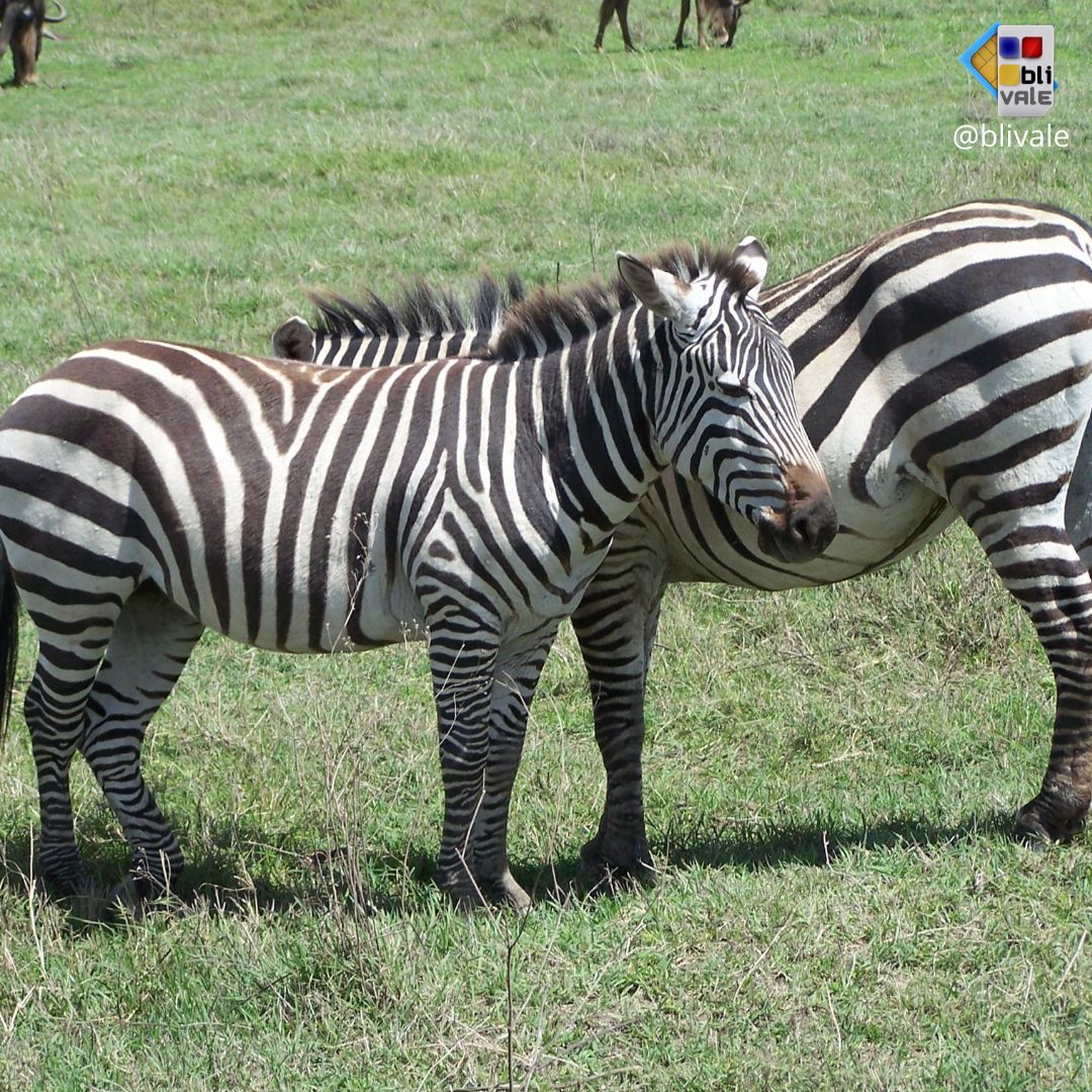 blivale_photo_045_ngorongoro_tanzania_instagram_1080x1080 image blivale_photo_045_ngorongoro_tanzania_instagram_1080x1080 TANZANIA: THE UNDESCRIBED AND EXCITING CHARM OF A SAFARI